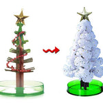 Miracle Growing Christmas Tree
